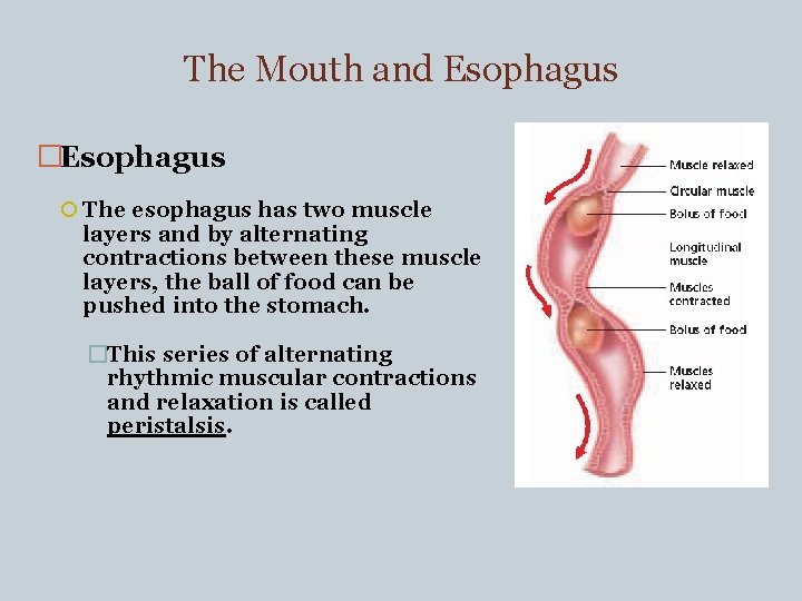 The Mouth and Esophagus �Esophagus The esophagus has two muscle layers and by alternating