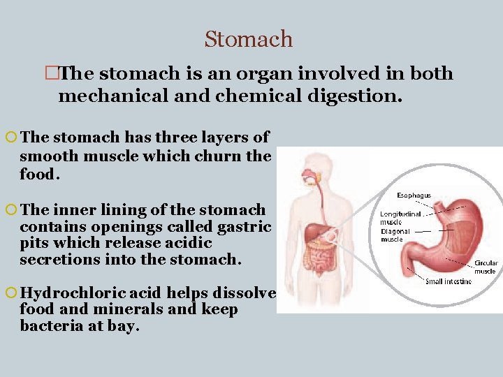 Stomach �The stomach is an organ involved in both mechanical and chemical digestion. The