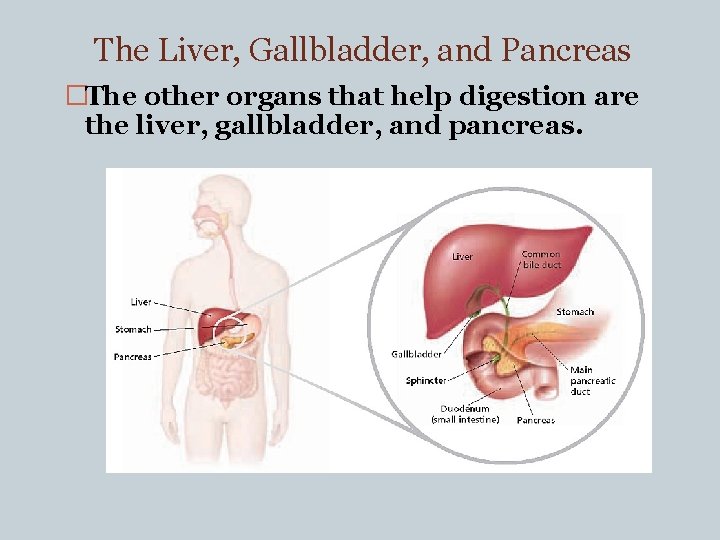 The Liver, Gallbladder, and Pancreas �The other organs that help digestion are the liver,