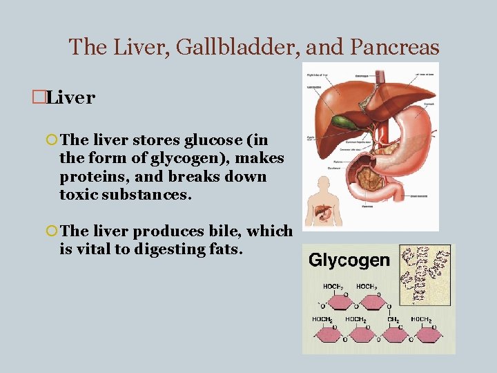 The Liver, Gallbladder, and Pancreas �Liver The liver stores glucose (in the form of