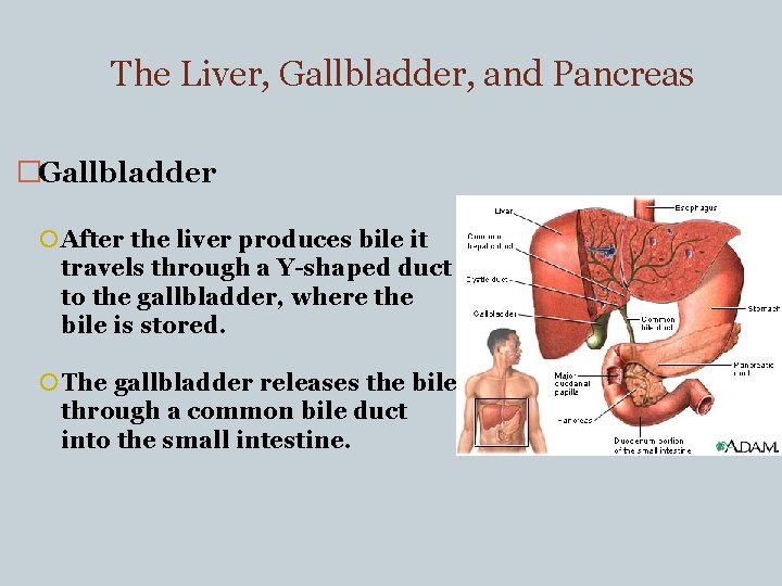The Liver, Gallbladder, and Pancreas �Gallbladder After the liver produces bile it travels through