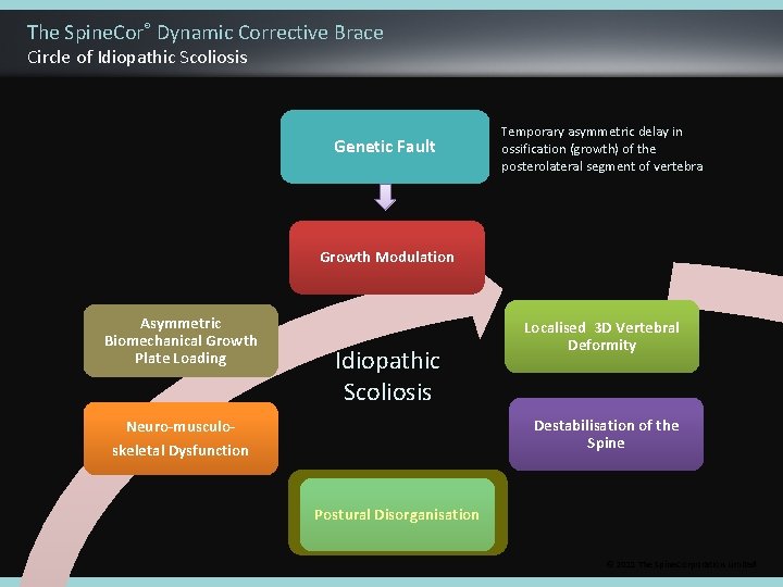 The Spine. Cor® Dynamic Corrective Brace Circle of Idiopathic Scoliosis Genetic Fault Temporary asymmetric