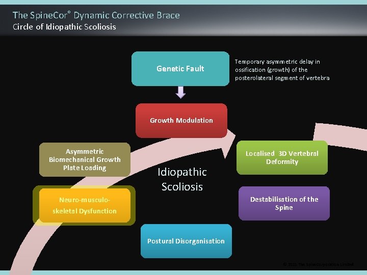 The Spine. Cor® Dynamic Corrective Brace Circle of Idiopathic Scoliosis Genetic Fault Temporary asymmetric