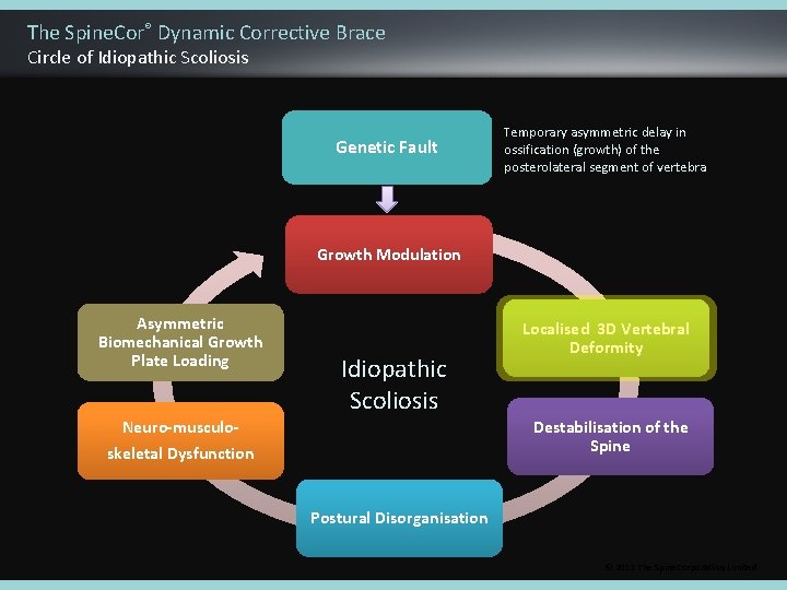 The Spine. Cor® Dynamic Corrective Brace Circle of Idiopathic Scoliosis Genetic Fault Temporary asymmetric