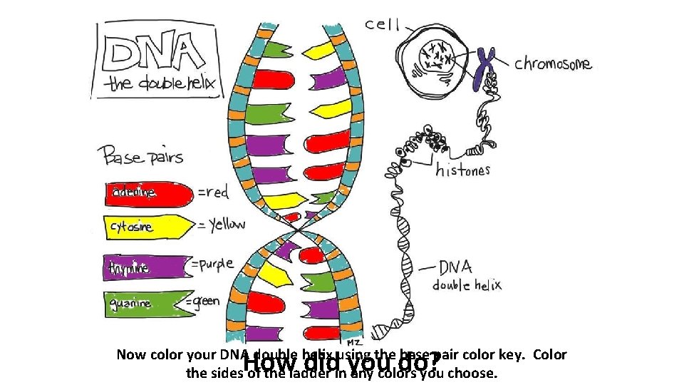 How did you do? Now color your DNA double helix using the base pair