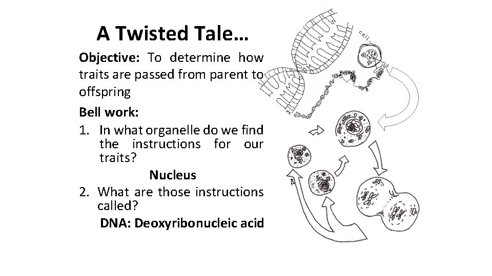 A Twisted Tale… Objective: To determine how traits are passed from parent to offspring