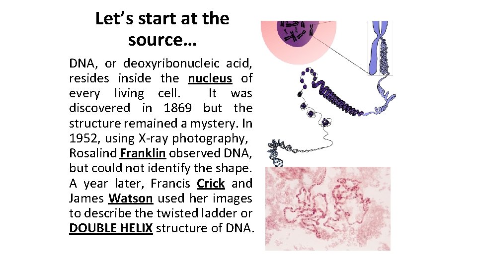 Let’s start at the source… DNA, or deoxyribonucleic acid, resides inside the nucleus of