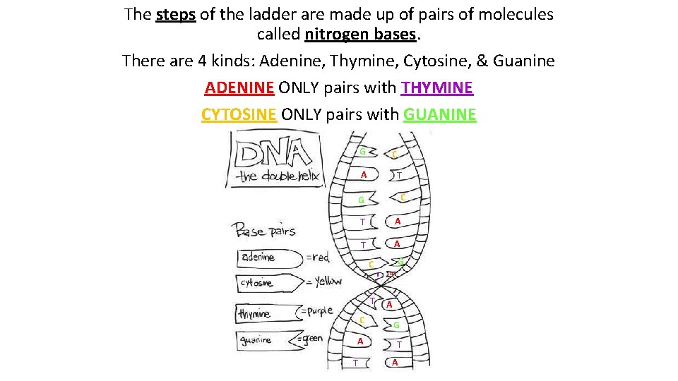 The steps of the ladder are made up of pairs of molecules called nitrogen