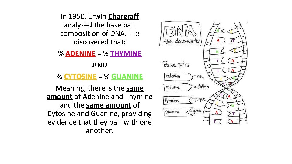 In 1950, Erwin Chargraff analyzed the base pair composition of DNA. He discovered that: