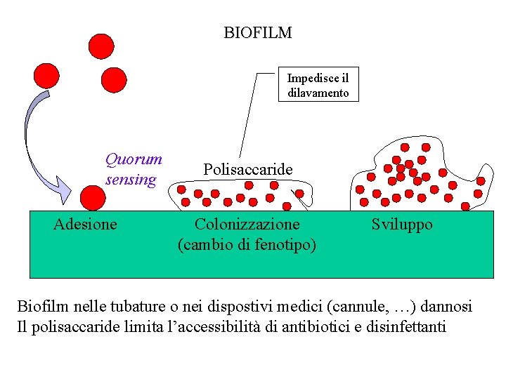 BIOFILM Impedisce il dilavamento Quorum sensing Adesione Polisaccaride Colonizzazione (cambio di fenotipo) Sviluppo Biofilm