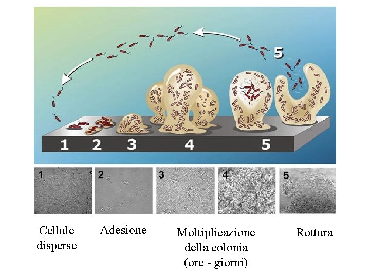 Cellule disperse Adesione Moltiplicazione della colonia (ore giorni) Rottura 