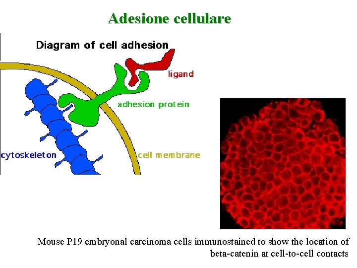 Adesione cellulare Mouse P 19 embryonal carcinoma cells immunostained to show the location of