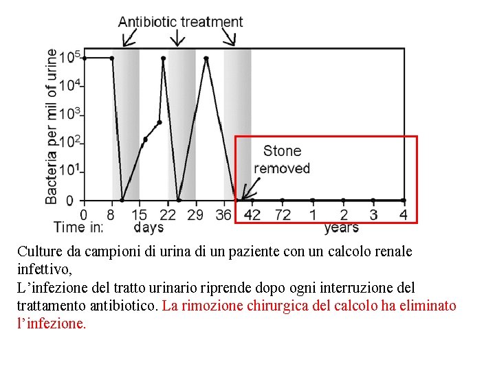 Culture da campioni di urina di un paziente con un calcolo renale infettivo, L’infezione