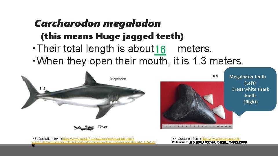 Carcharodon megalodon (this means Huge jagged teeth) ・Their total length is about 16 meters.