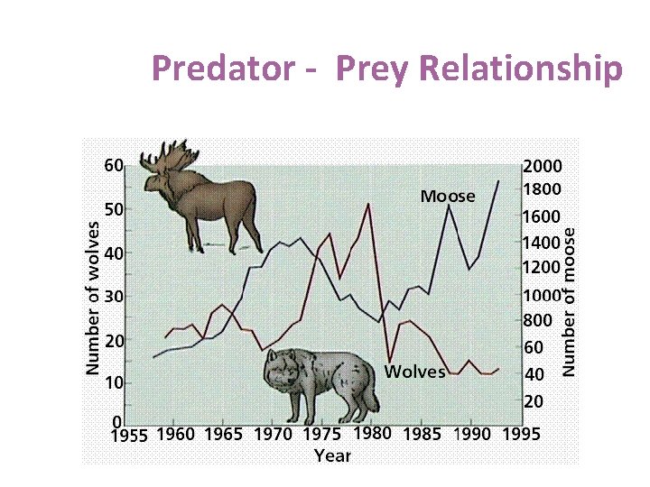 Predator - Prey Relationship 