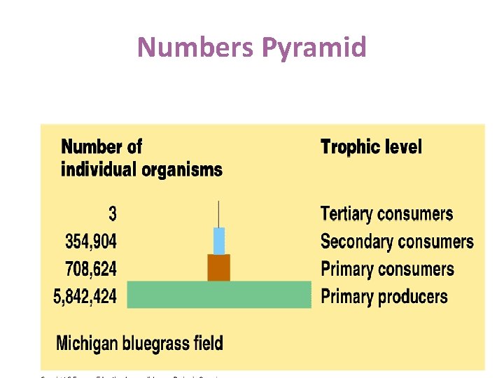 Numbers Pyramid 