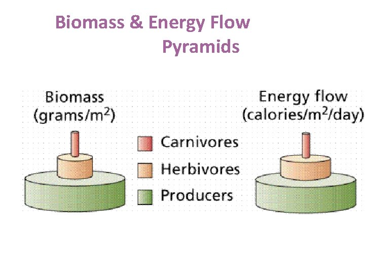 Biomass & Energy Flow Pyramids 