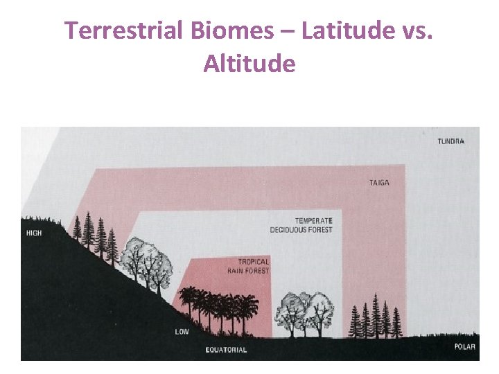 Terrestrial Biomes – Latitude vs. Altitude 