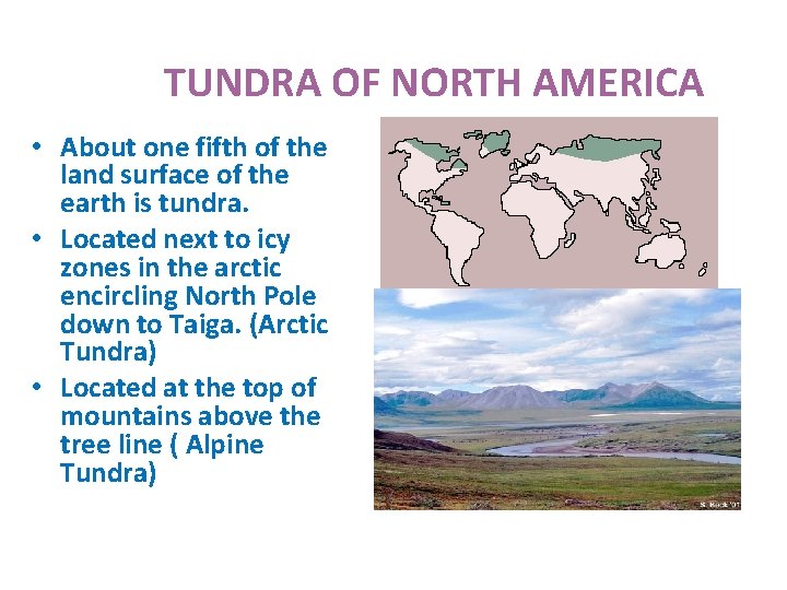 TUNDRA OF NORTH AMERICA • About one fifth of the land surface of the