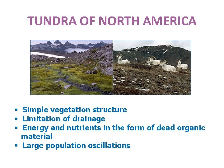 TUNDRA OF NORTH AMERICA § Simple vegetation structure § Limitation of drainage § Energy