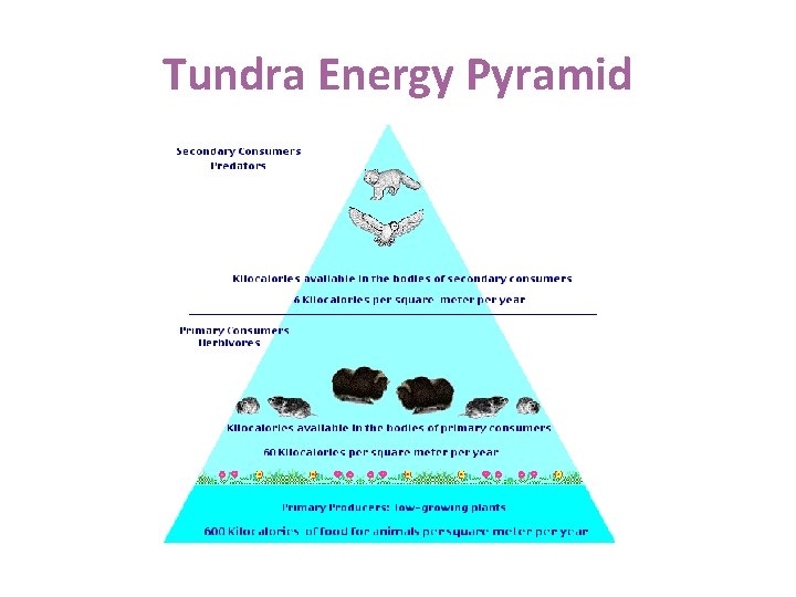 Tundra Energy Pyramid 