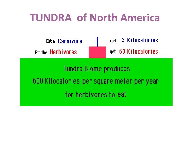 TUNDRA of North America 