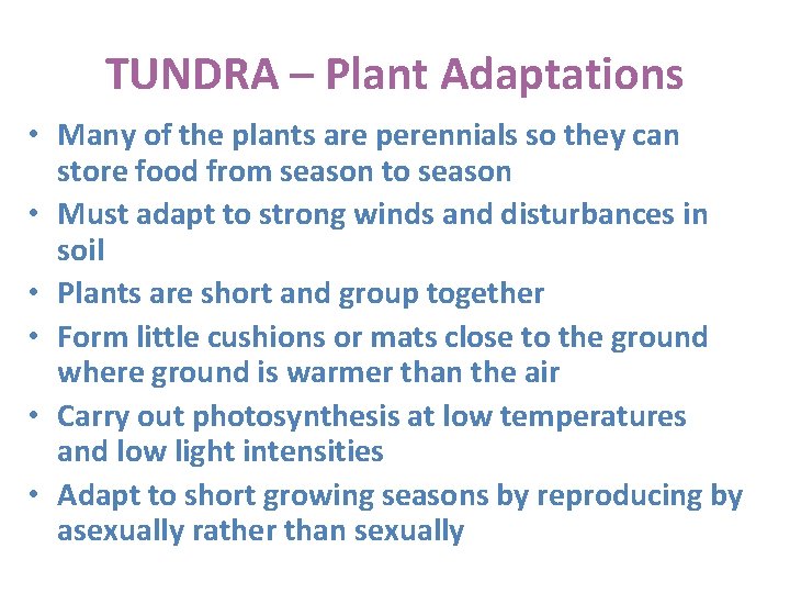 TUNDRA – Plant Adaptations • Many of the plants are perennials so they can