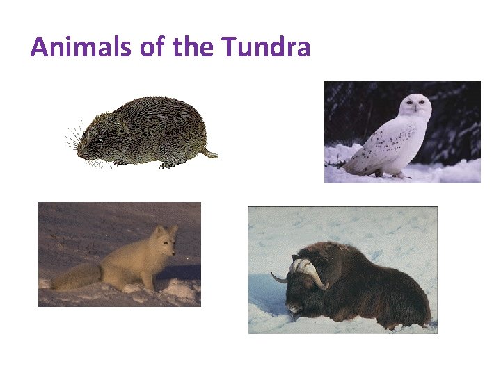 Animals of the Tundra 