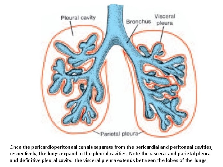 Once the pericardioperitoneal canals separate from the pericardial and peritoneal cavities, respectively, the lungs