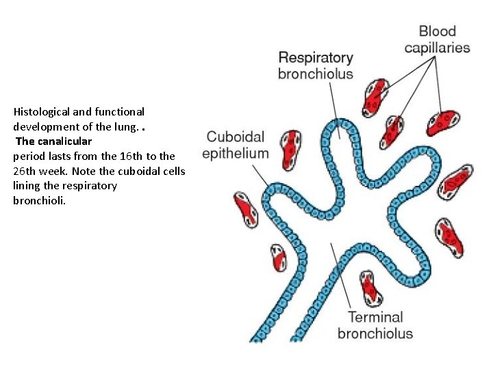 Histological and functional development of the lung. . The canalicular period lasts from the