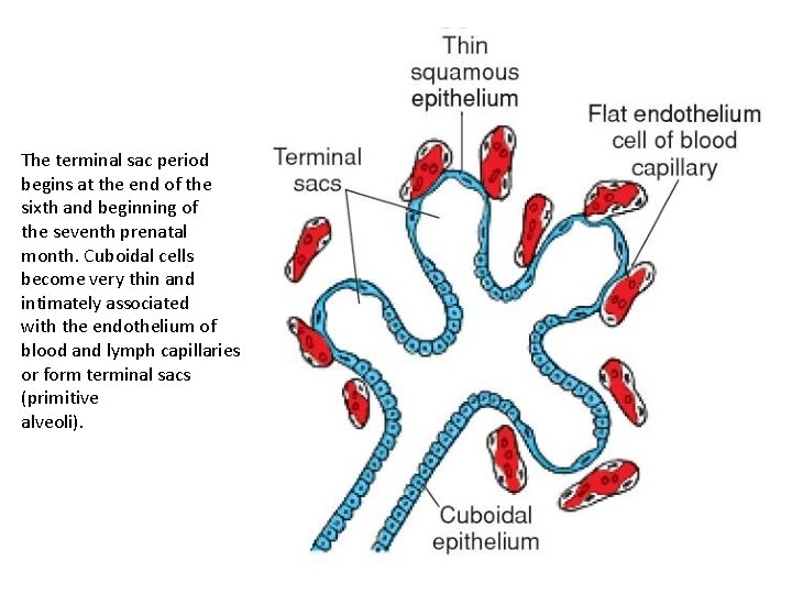 The terminal sac period begins at the end of the sixth and beginning of