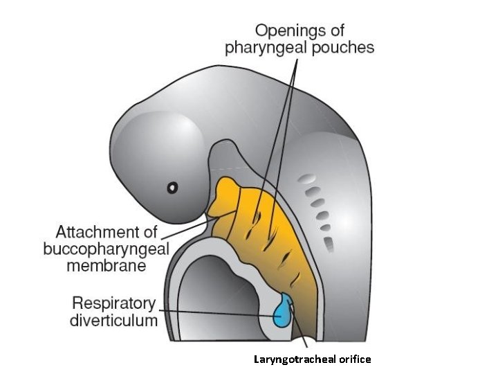Laryngotracheal orifice 