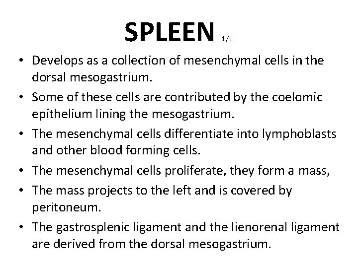 SPLEEN 1/1 • Develops as a collection of mesenchymal cells in the dorsal mesogastrium.