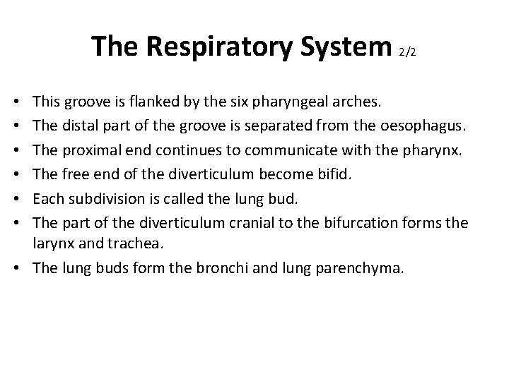 The Respiratory System 2/2 This groove is flanked by the six pharyngeal arches. The