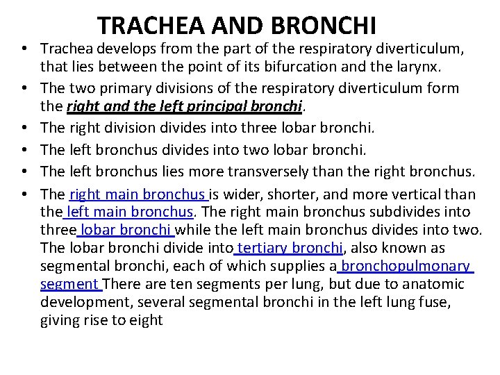 TRACHEA AND BRONCHI • Trachea develops from the part of the respiratory diverticulum, that