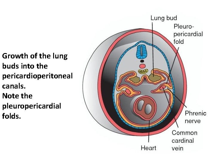 Growth of the lung buds into the pericardioperitoneal canals. Note the pleuropericardial folds. 