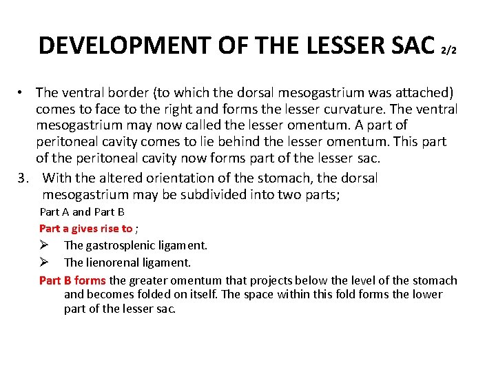 DEVELOPMENT OF THE LESSER SAC 2/2 • The ventral border (to which the dorsal