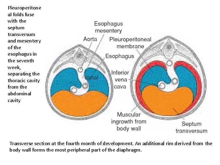 Pleuroperitone al folds fuse with the septum transversum and mesentery of the esophagus in