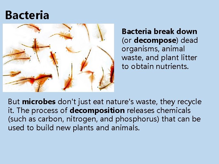 Bacteria break down (or decompose) dead organisms, animal waste, and plant litter to obtain