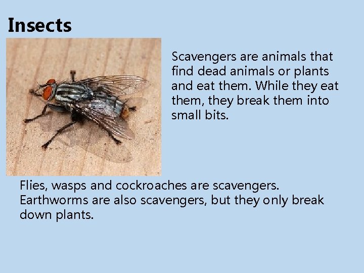 Insects Scavengers are animals that find dead animals or plants and eat them. While