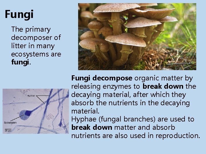 Fungi The primary decomposer of litter in many ecosystems are fungi. Fungi decompose organic