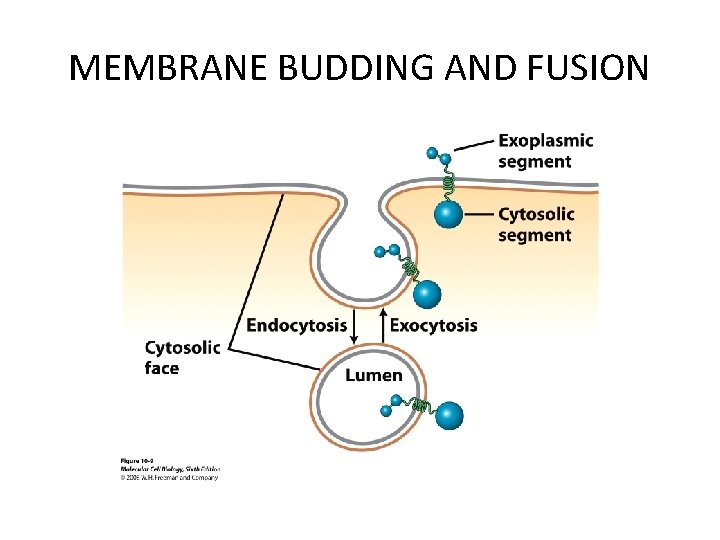 MEMBRANE BUDDING AND FUSION 