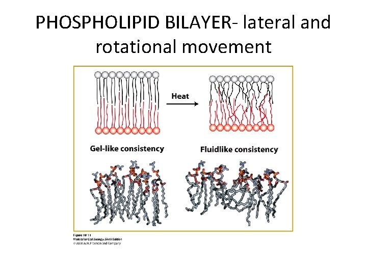 PHOSPHOLIPID BILAYER- lateral and rotational movement 