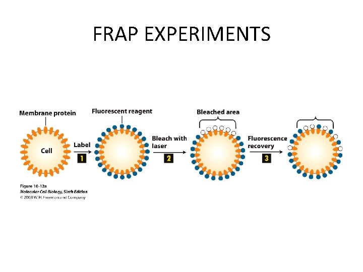 FRAP EXPERIMENTS 