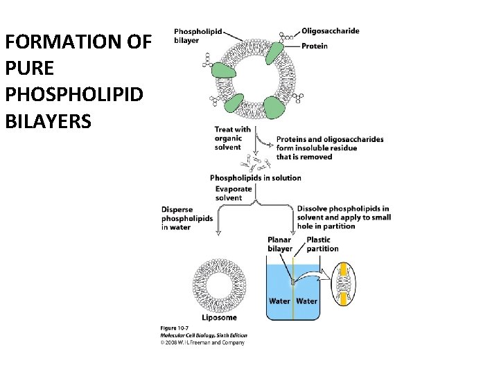 FORMATION OF PURE PHOSPHOLIPID BILAYERS 