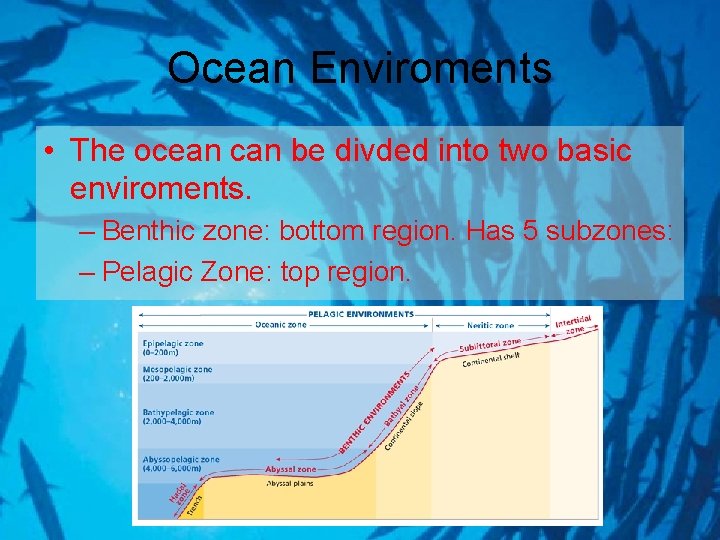 Ocean Enviroments • The ocean can be divded into two basic enviroments. – Benthic