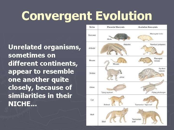 Convergent Evolution Unrelated organisms, sometimes on different continents, appear to resemble one another quite