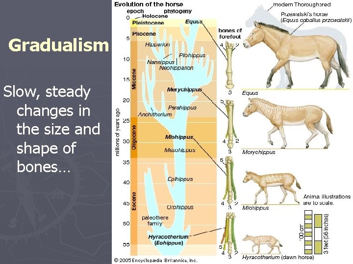 Gradualism Slow, steady changes in the size and shape of bones… 