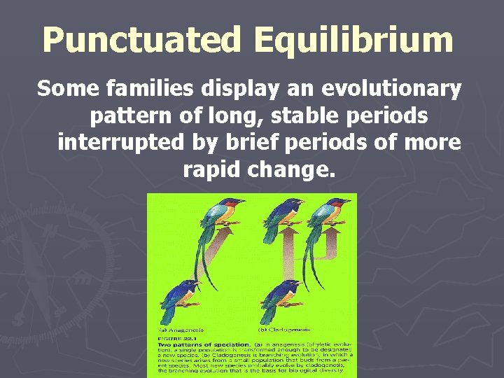 Punctuated Equilibrium Some families display an evolutionary pattern of long, stable periods interrupted by