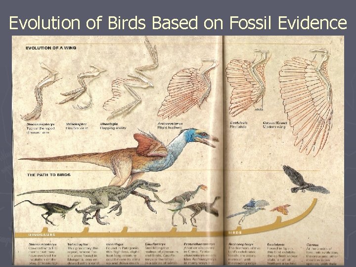 Evolution of Birds Based on Fossil Evidence 